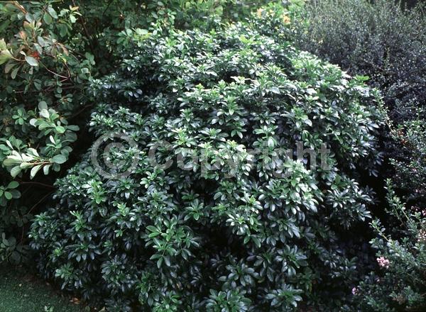 White blooms; Evergreen; North American Native