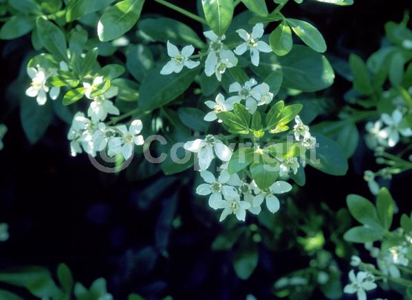 White blooms; Evergreen; North American Native