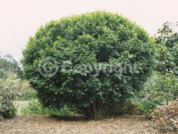 White blooms; Evergreen; North American Native
