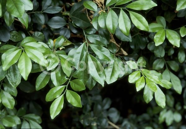 White blooms; Evergreen; North American Native