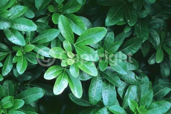 White blooms; Evergreen; North American Native