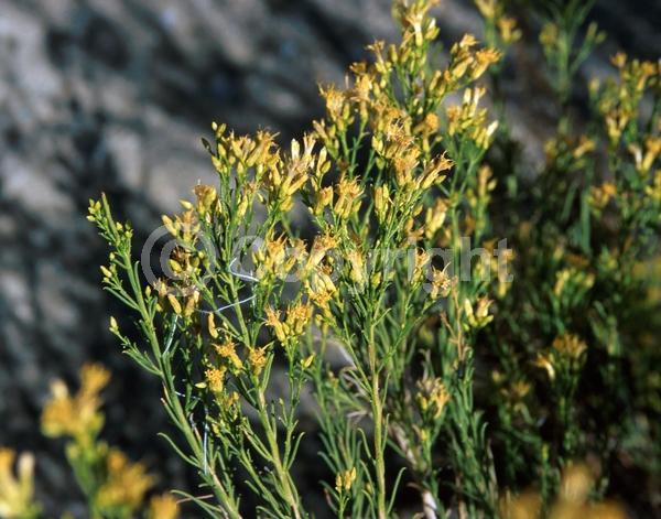 Orange blooms; Evergreen; North American Native