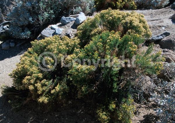 Orange blooms; Evergreen; North American Native