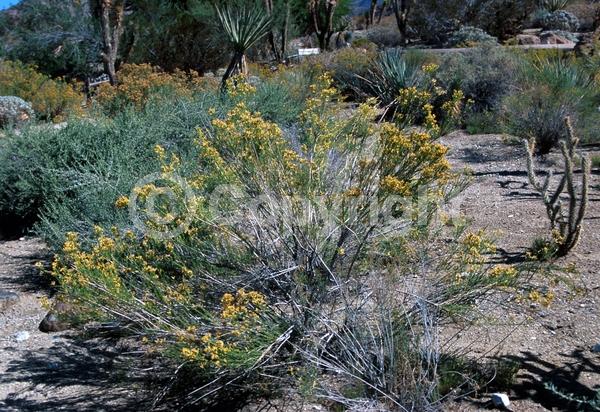 Orange blooms; Evergreen; North American Native