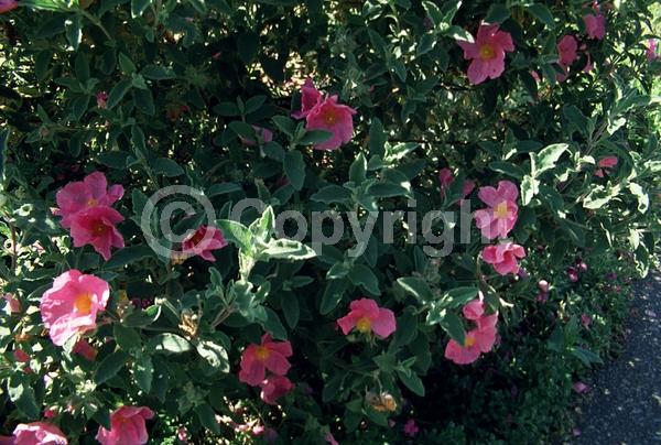 Red blooms; Purple blooms; Evergreen; Broadleaf