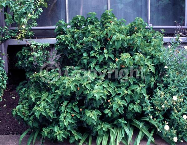 White blooms; Evergreen