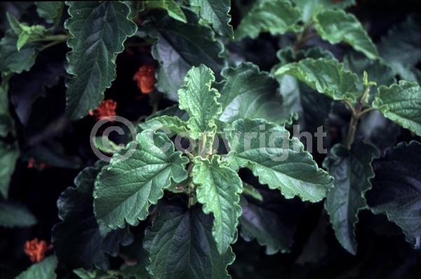 White blooms; Evergreen