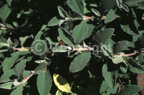 Pink blooms; Evergreen
