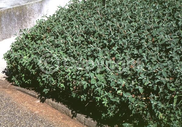 Pink blooms; Evergreen