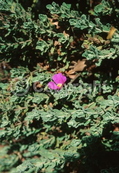 Pink blooms; Evergreen