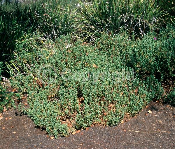 Pink blooms; Evergreen