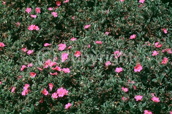Pink blooms; Evergreen