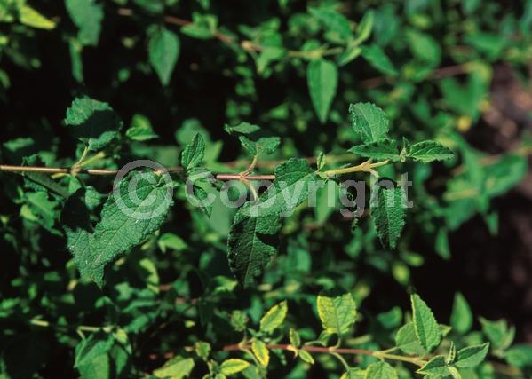 White blooms; Evergreen