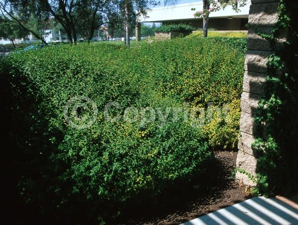 White blooms; Evergreen