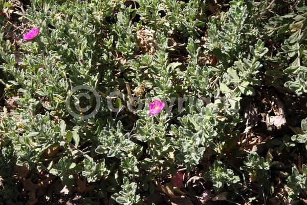 Pink blooms; Evergreen