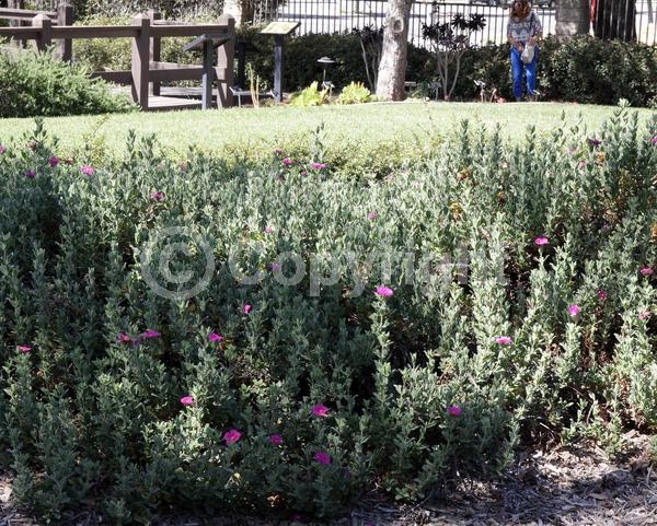 Pink blooms; Evergreen