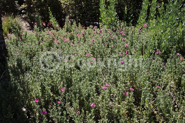 Pink blooms; Evergreen