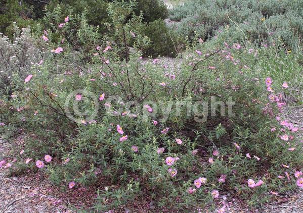 Purple blooms; Pink blooms; Evergreen