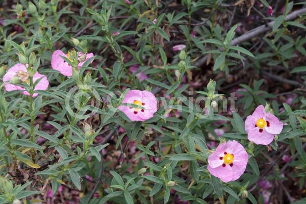 Purple blooms; Pink blooms; Evergreen