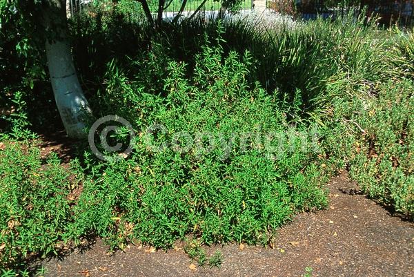 Purple blooms; Pink blooms; Evergreen