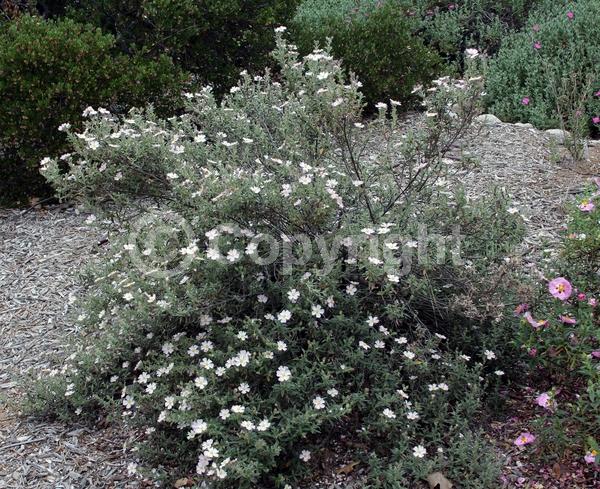 Pink blooms; Evergreen