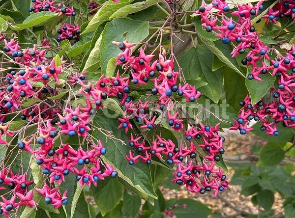 Red blooms; Deciduous; Broadleaf