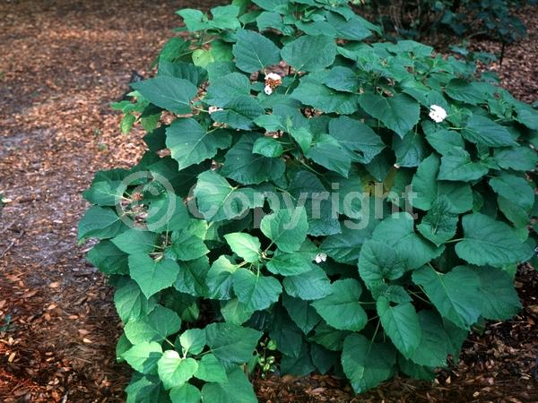 White blooms; Pink blooms; Semi-evergreen