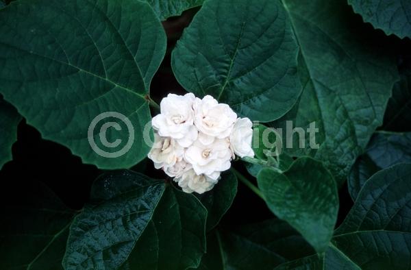 White blooms; Pink blooms; Semi-evergreen