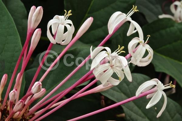 Pink blooms; Deciduous; Broadleaf