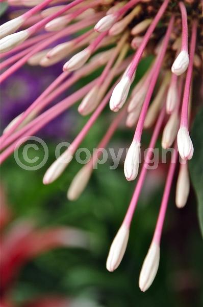 Pink blooms; Deciduous; Broadleaf