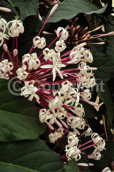 Pink blooms; Deciduous; Broadleaf