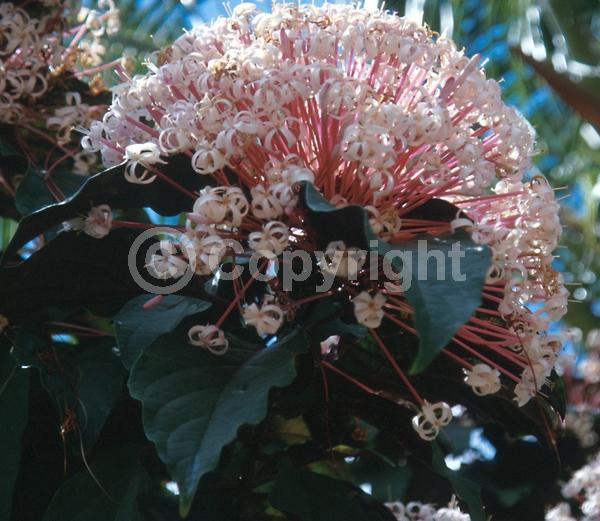 Pink blooms; Deciduous; Broadleaf