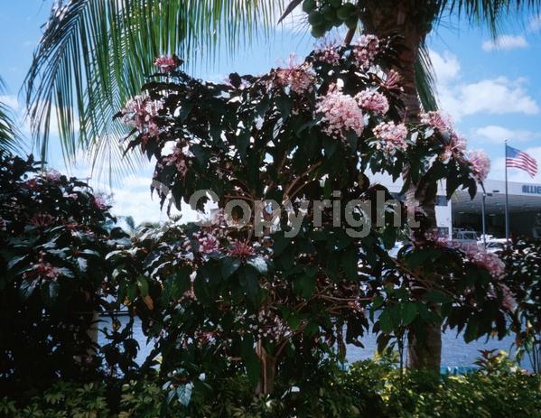 Pink blooms; Deciduous; Broadleaf