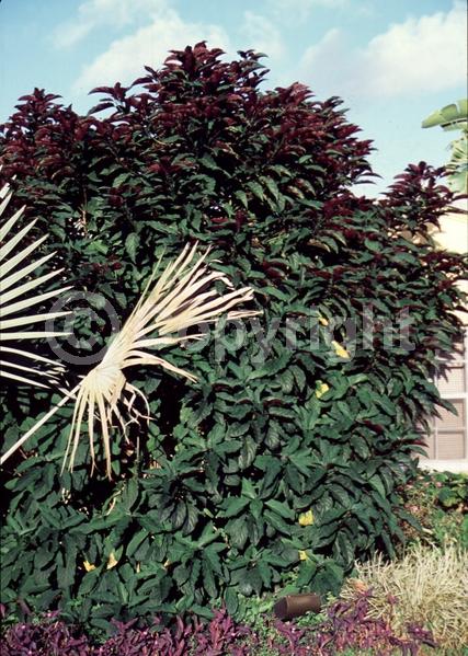 Pink blooms; Deciduous; Broadleaf