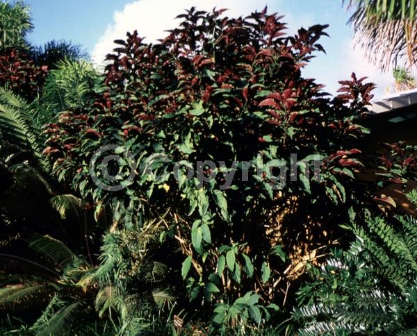 Pink blooms; Deciduous; Broadleaf