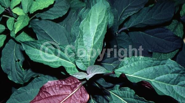Pink blooms; Deciduous; Broadleaf