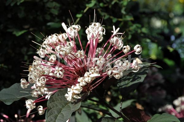 Pink blooms; Deciduous; Broadleaf