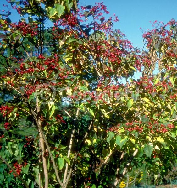 Red blooms; Deciduous; Broadleaf