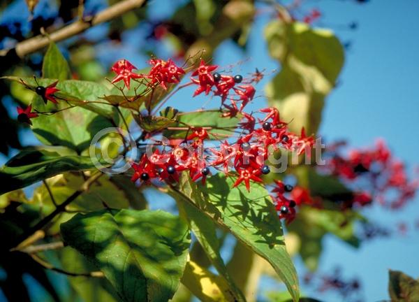 Red blooms; Deciduous; Broadleaf