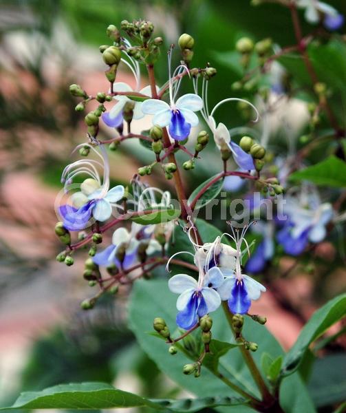Blue blooms; Deciduous