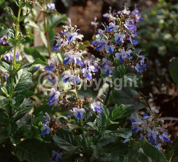 Blue blooms; Deciduous