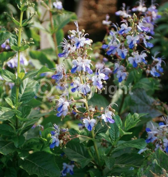 Blue blooms; Deciduous