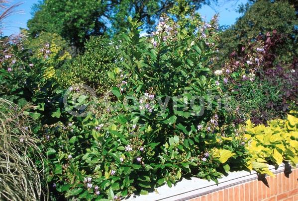 Blue blooms; Deciduous