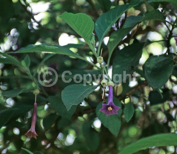 Blue blooms; Deciduous
