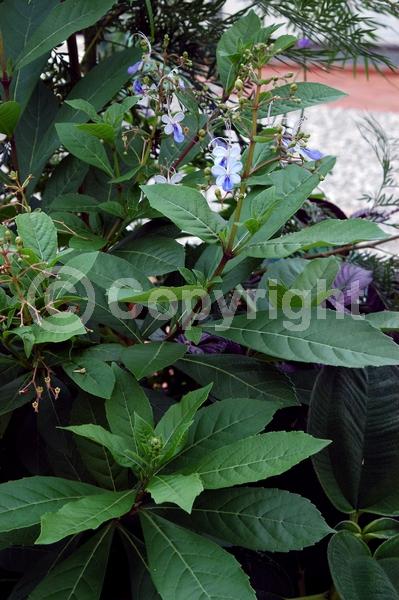 Blue blooms; Deciduous