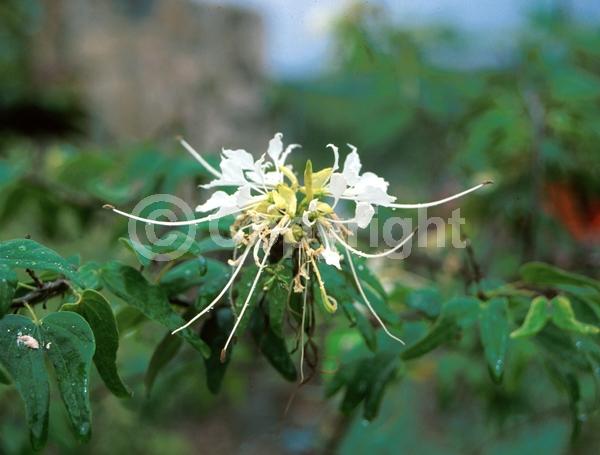 White blooms; Evergreen; Needles or needle-like leaf