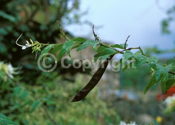 White blooms; Evergreen; Needles or needle-like leaf