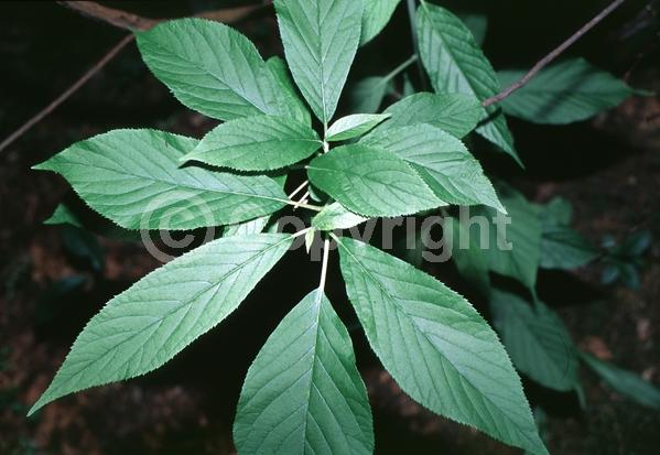 White blooms; Deciduous; North American Native
