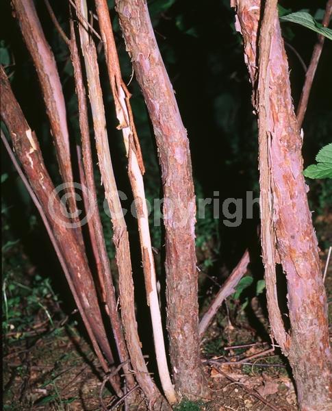 White blooms; Deciduous; North American Native
