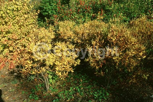 Pink blooms; Deciduous; Broadleaf